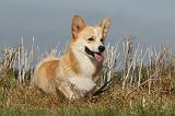 CORGI PEMBROKE 991